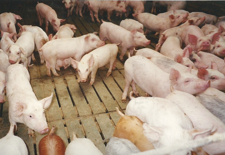 Corral con pisos suelos plásticos para cerdo marrano porcino caprino corral con piso plástico para porcícolas apriscos fácil limpieza removible pisos especiales para porcicultura suelo y piso elevado para cría parideras, porcinas corral, gestación cerdas, parto cerda, lechonera, destete, jaula pre ceba porcinos, corraleja, ceba, engorde cerdos, porqueriza cría de lechones, pisos jaulas comederos, porcicultura jaulas, corrales, parideras, porcinas corral, gestación cerdas,009 1231456465598798740 Corral con pisos suelos plásticos para cerdo marrano porcino caprino corral con piso plástico para porcicolas apriscos fácil limpieza removible pisos especiales para porcicultura suelo y piso elevado para cría 009 123465468970 Corral con pisos suelos plásticos para cerdo marrano porcino caprino corral con piso plástico para porcicolas apriscos fácil limpieza removible pisos especiales para porcicultura suelo y piso elevado para cría 009